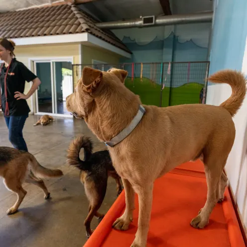 Dogs and staff in playroom